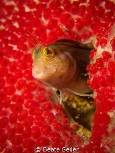 Blenny , at the Jetties of Panama City Beach by Beate Seiler 